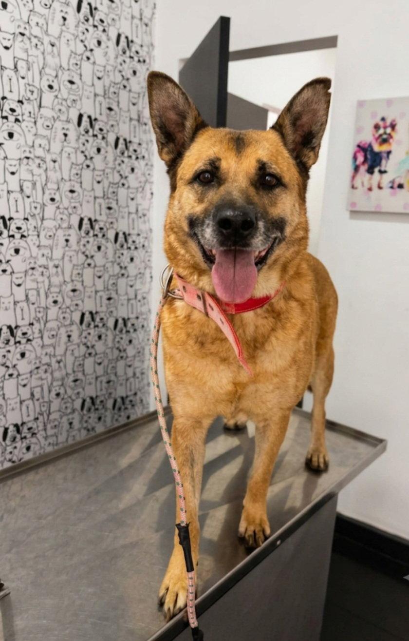Enlarge Sophie, a Adoptable Shepherd in Escondido, CA image 3/3