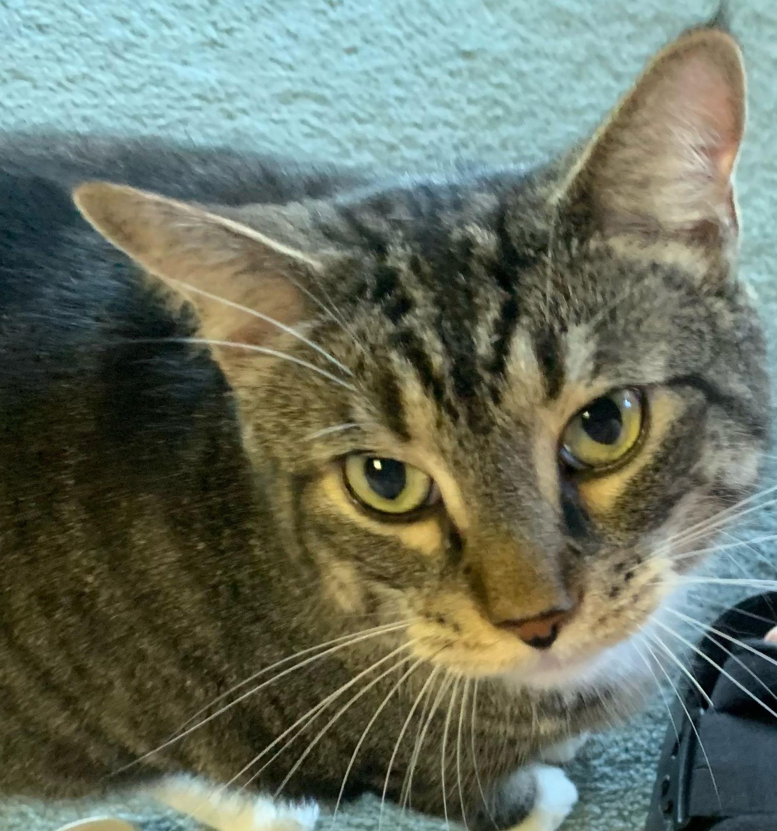 Enlarge Mr. Bean, a Adopted Domestic Short Hair in Lutherville, MD image 2/3