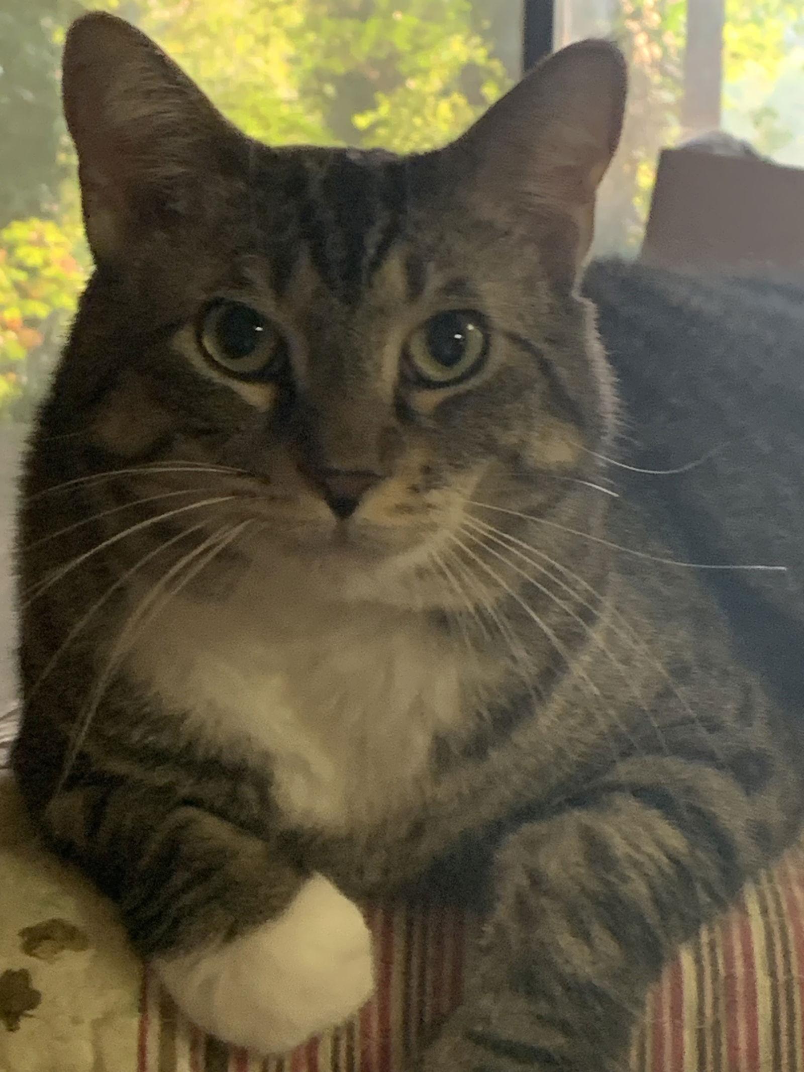 Enlarge Mr. Bean, a Adopted Domestic Short Hair in Lutherville, MD image 3/3