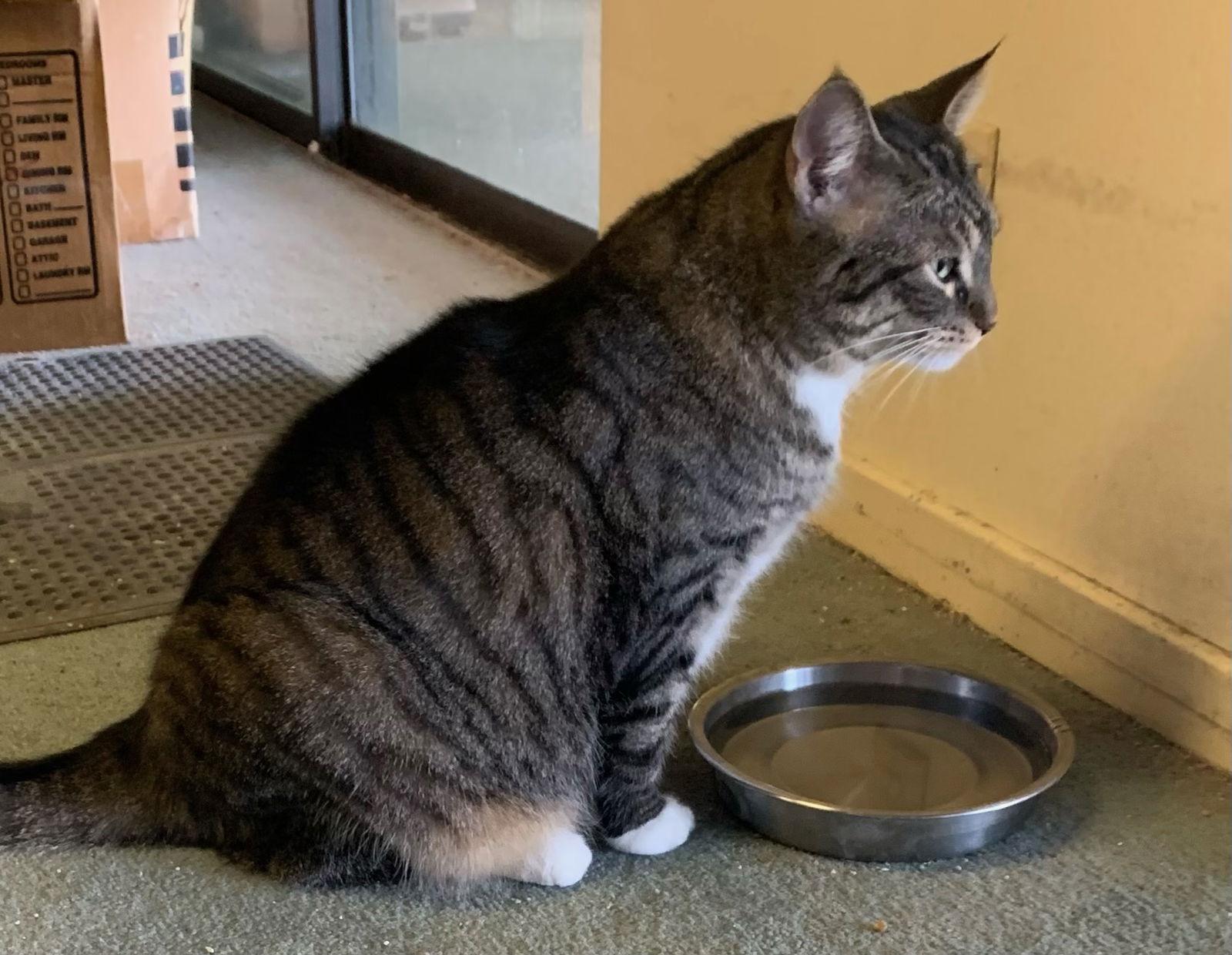 Mr. Bean, a Adoptable Domestic Short Hair in Lutherville, MD image 2/3