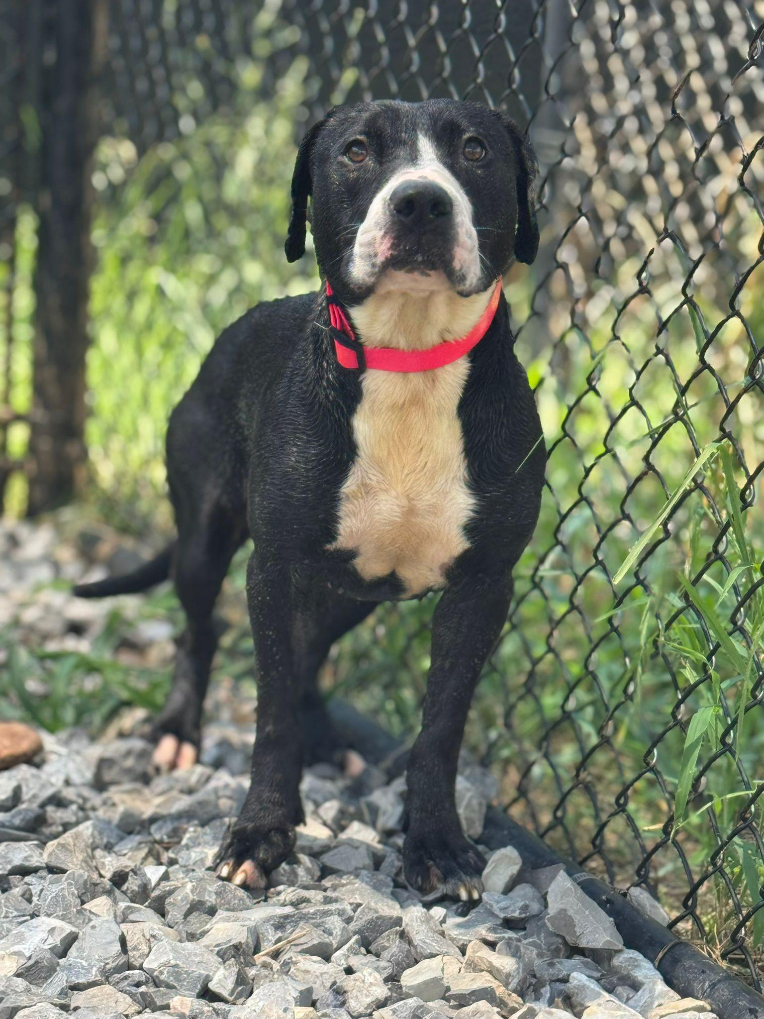 Zephyr, Adoptable, Young Female American Staffordshire Terrier.