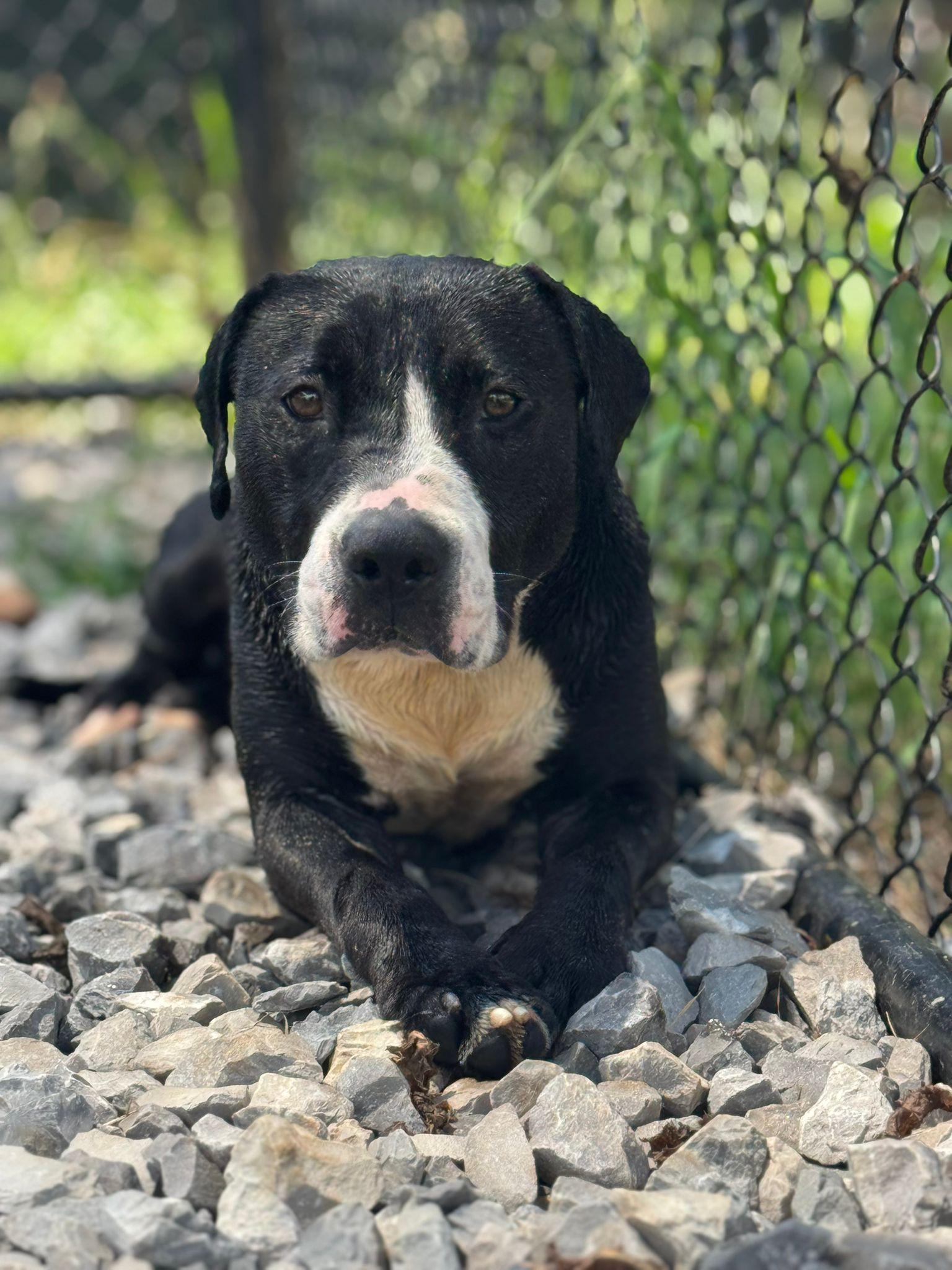 Enlarge Zephyr, a Adoptable mixed breed in PHILADELPHIA, TN image 2/3
