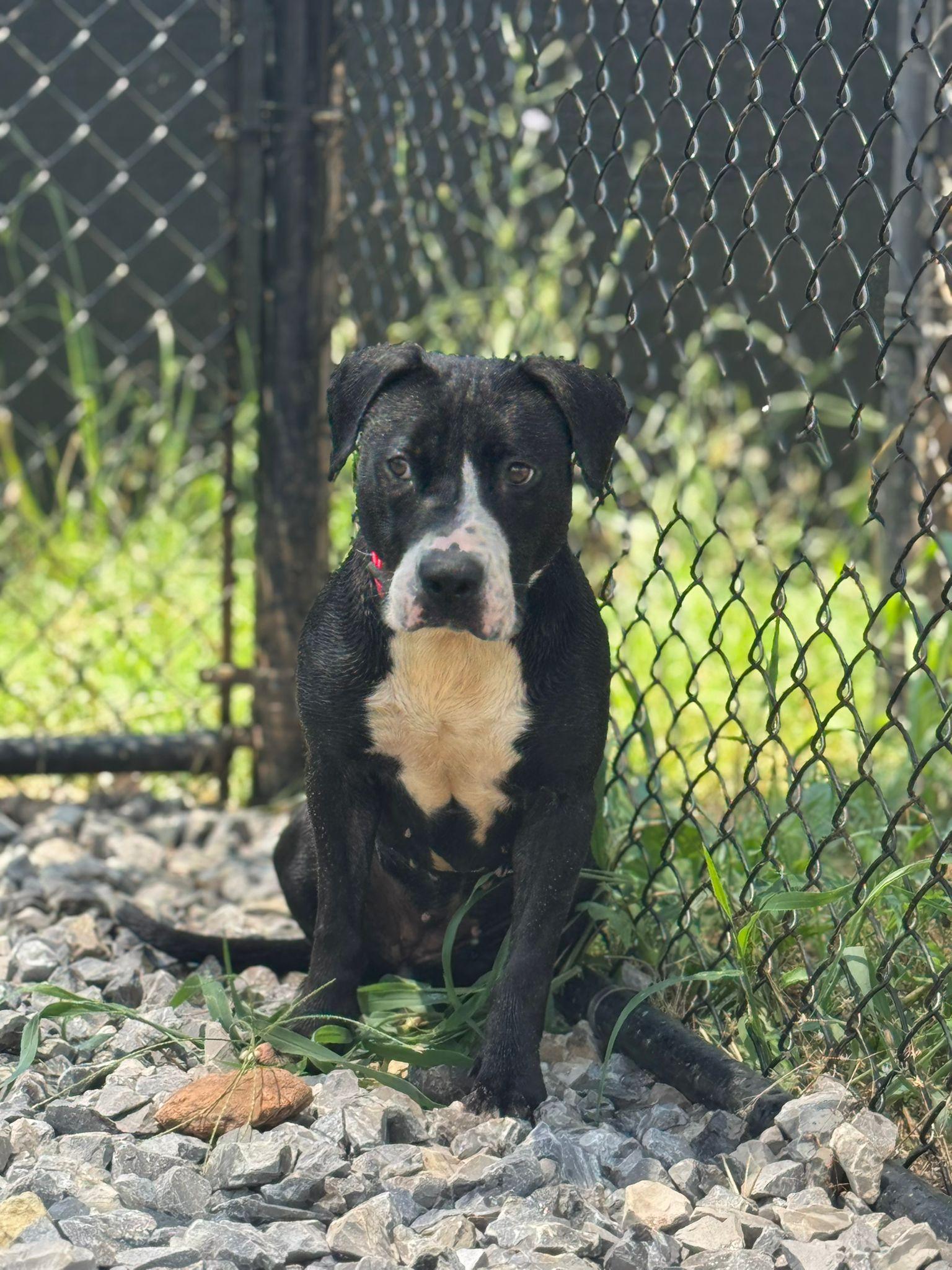 Enlarge Zephyr, a Adoptable mixed breed in PHILADELPHIA, TN image 3/3
