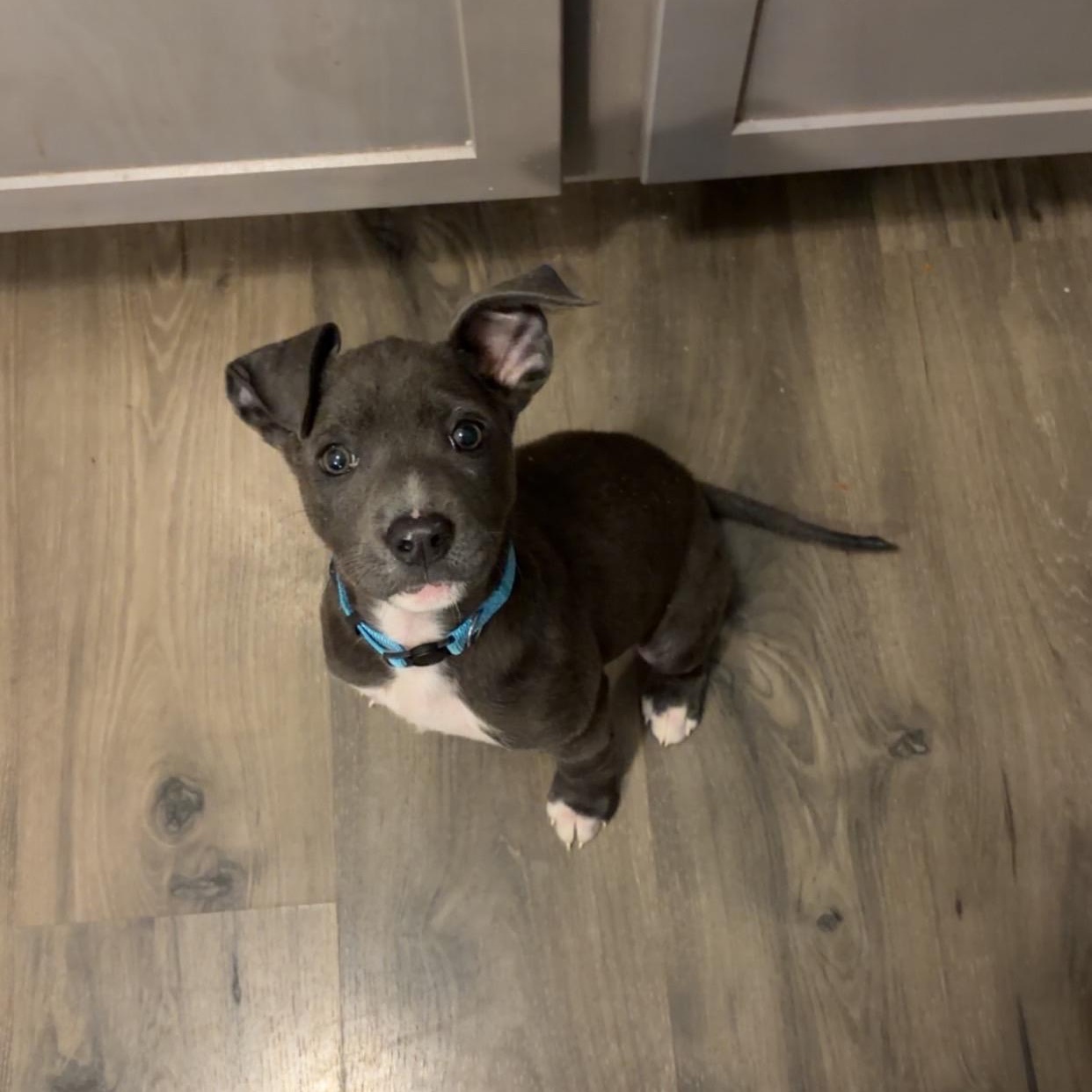 Enlarge Jasmine, a Adoptable mixed breed in Cornelius, NC image 2/4