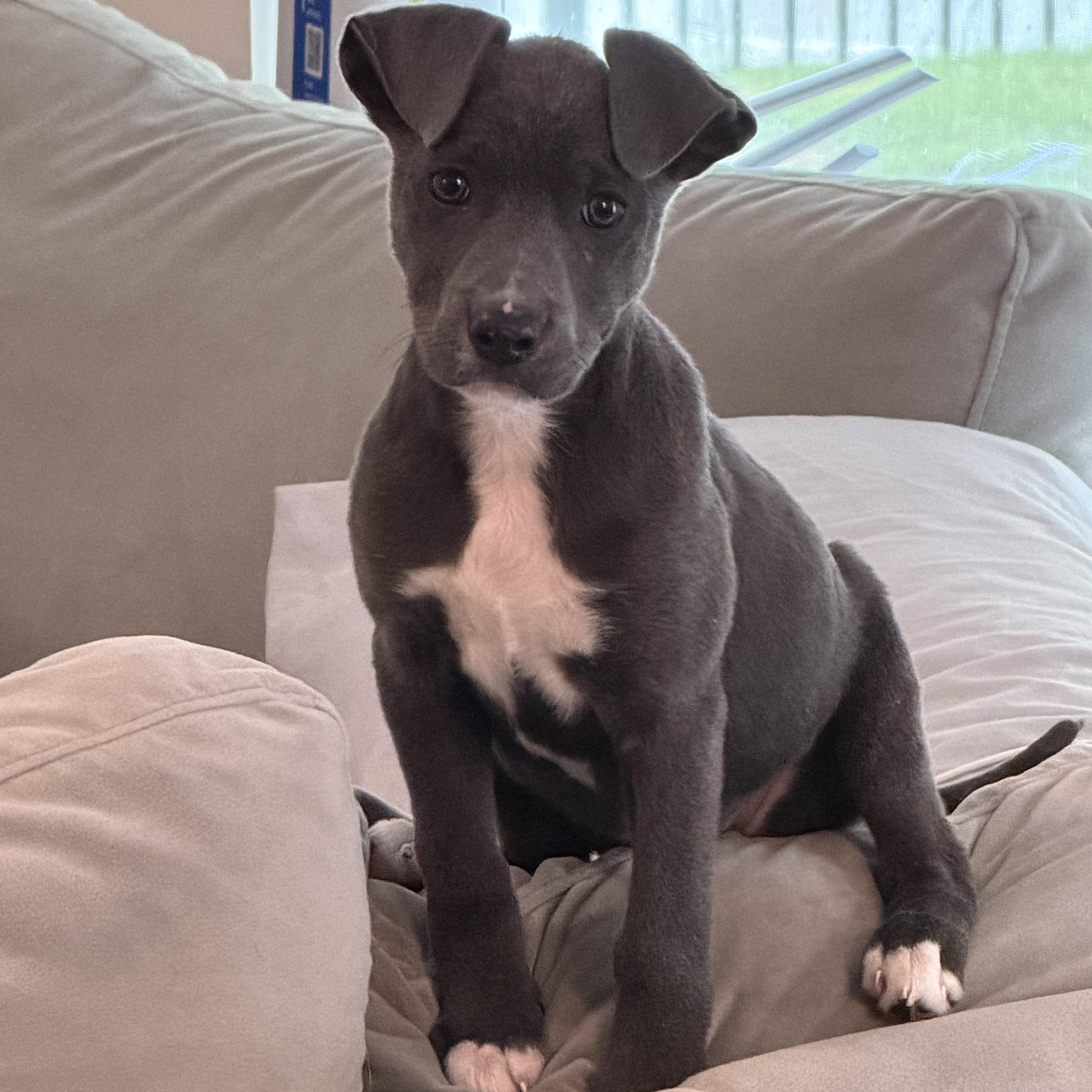 Jasmine, Adoptable, Young Female Pit Bull Terrier & American Staffordshire Terrier.
