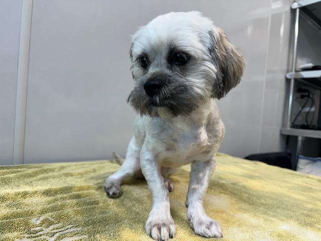 Enlarge Bunnie, an adopted Shih Tzu in Converse, TX image 1/2
