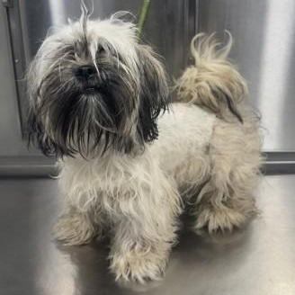Enlarge Bunnie, an adopted Shih Tzu in Converse, TX image 2/2