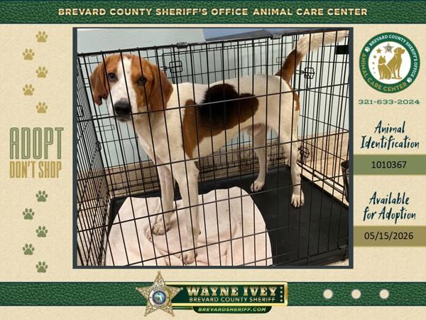 Johnny Cash, Adoptable, Adult Male Mixed Breed.