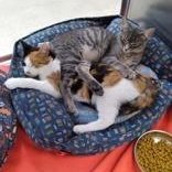 Cloud, a Adoptable Domestic Short Hair in Pickering, ON image 2/5