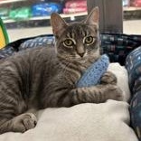Cloud, a Adoptable Domestic Short Hair in Pickering, ON image 1/5