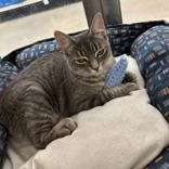 Cloud, a Adoptable Domestic Short Hair in Pickering, ON image 3/5