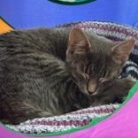 Cloud, a Adoptable Domestic Short Hair in Pickering, ON image 4/5