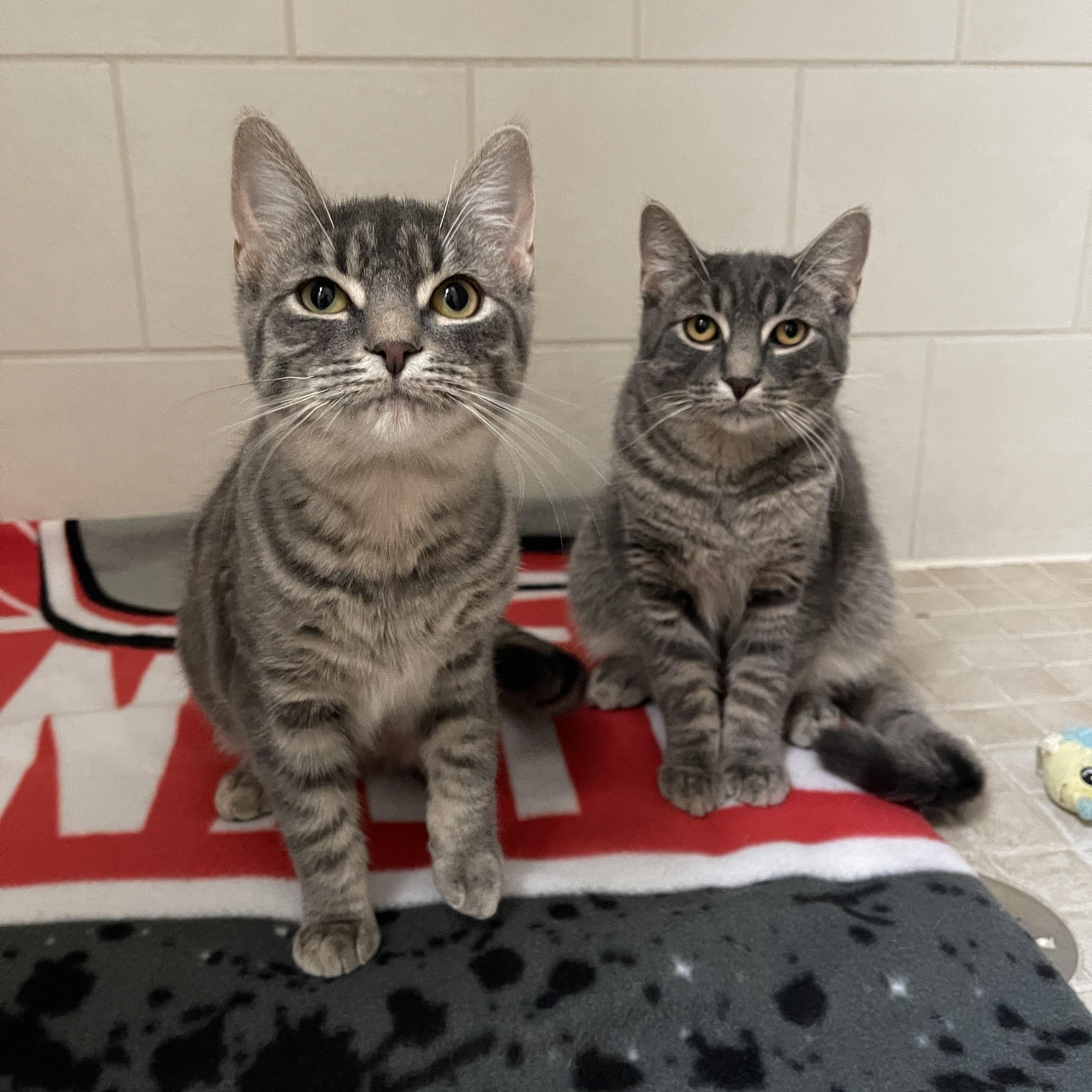 Enlarge Cloud, a Adoptable Domestic Short Hair in Scarborough, ON image 4/5