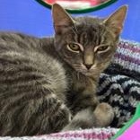 Cloud, a Adoptable Domestic Short Hair in Pickering, ON image 5/5