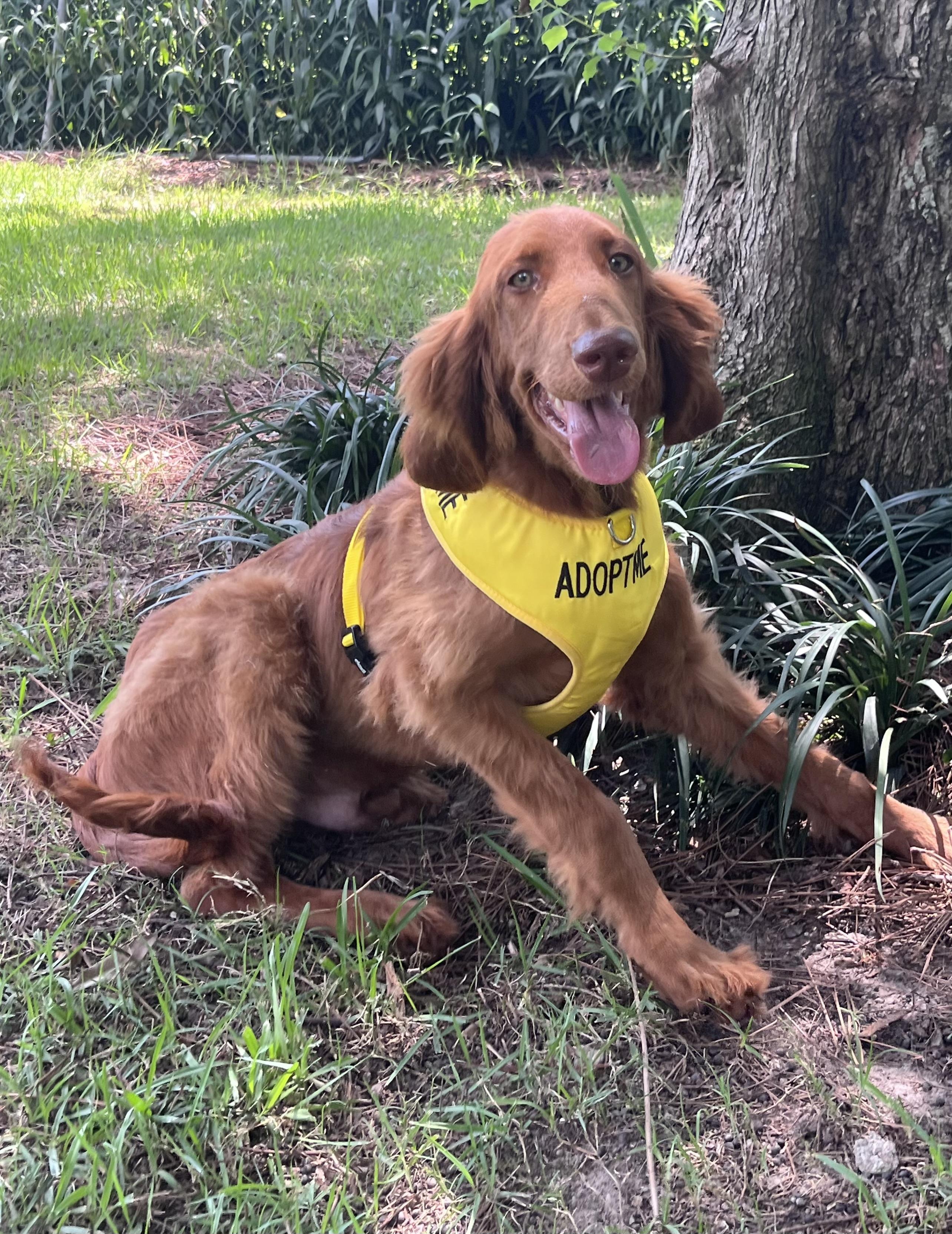 Enlarge Noodle, an adopted mixed breed in Pensacola, FL image 1/1
