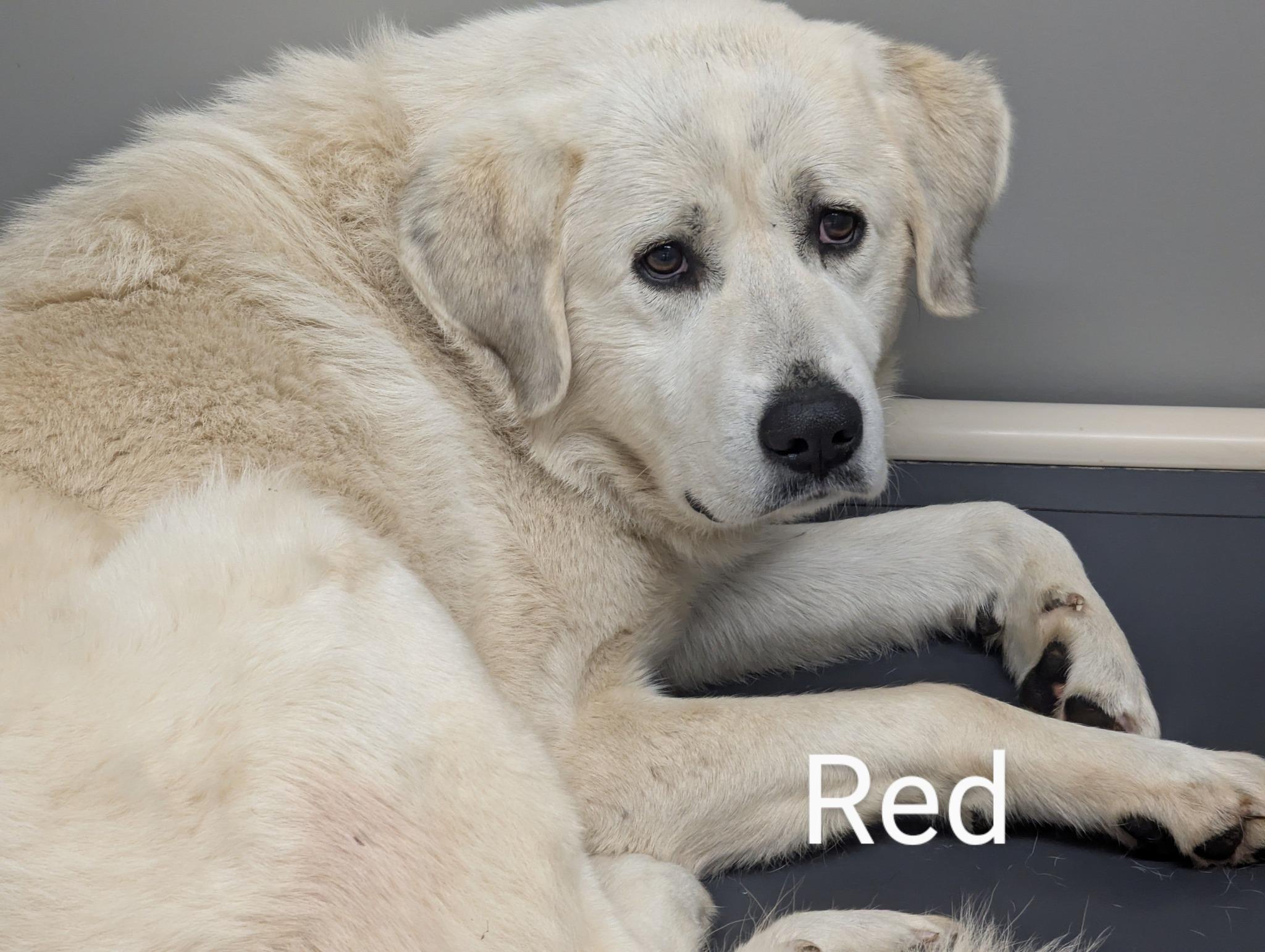RED, adopted, Young Female Great Pyrenees.