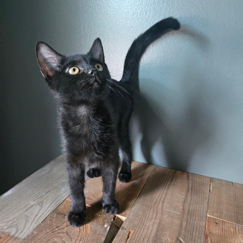 Basil, Adoptable, Kitten Male Domestic Short Hair.