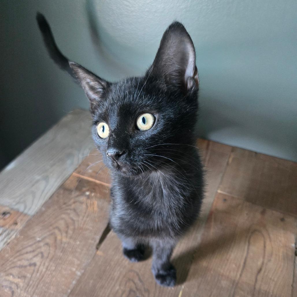 Enlarge Basil, a Adoptable Domestic Short Hair in Centerville, TN image 2/3