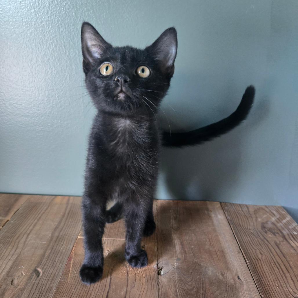 Enlarge Basil, a Adoptable Domestic Short Hair in Centerville, TN image 3/3