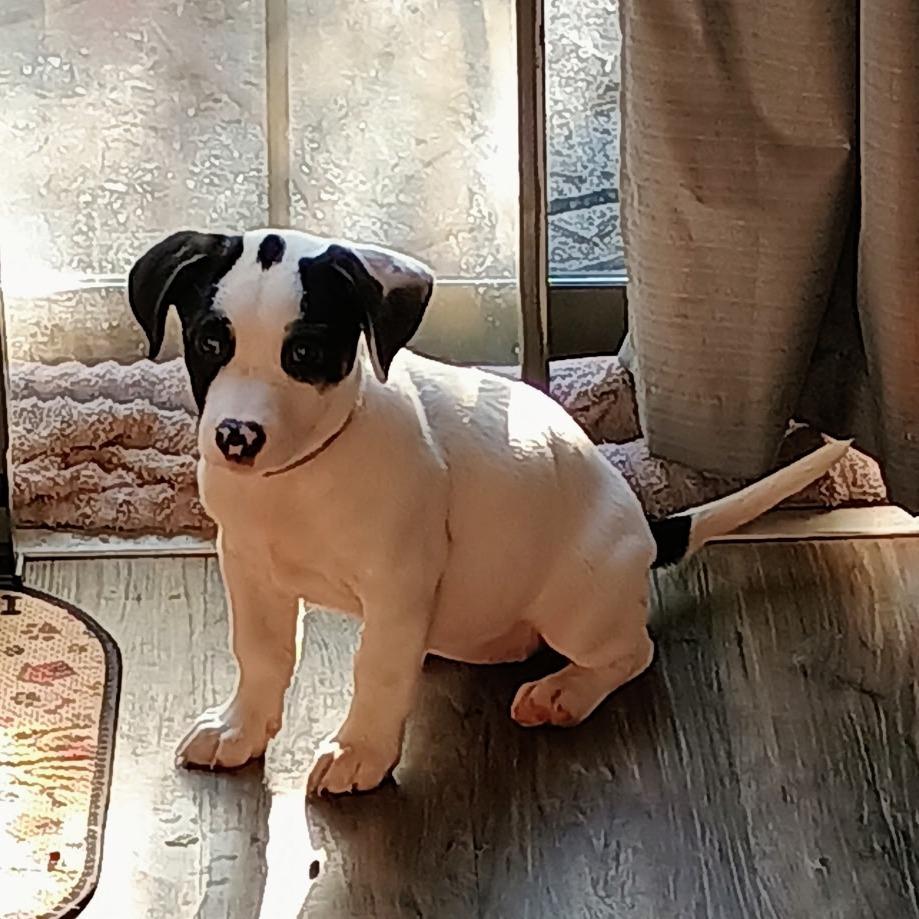 Naomi, a Adoptable Mixed Breed in Duncan, OK image 1/6
