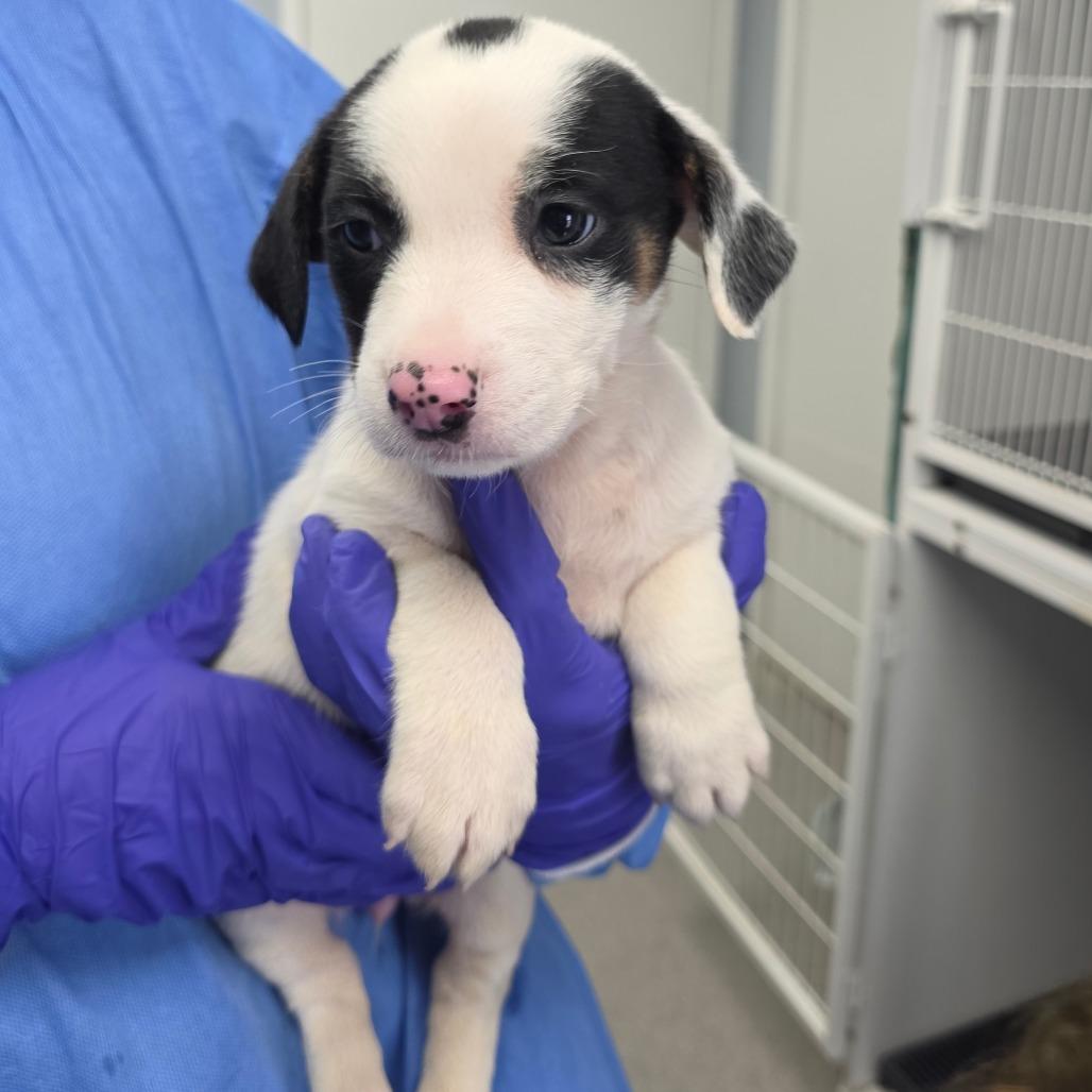 Naomi, a Adoptable Mixed Breed in Duncan, OK image 4/6