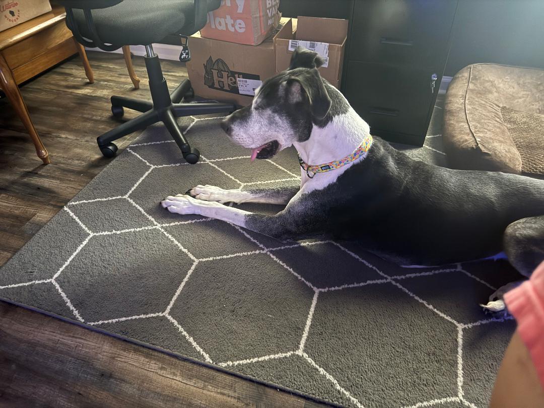 Penny