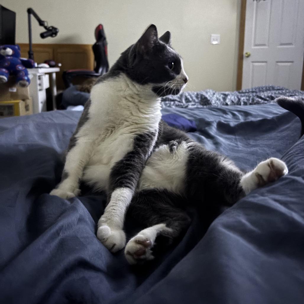 Sarabee** C65627, Adoptable, Adult Female Domestic Short Hair.