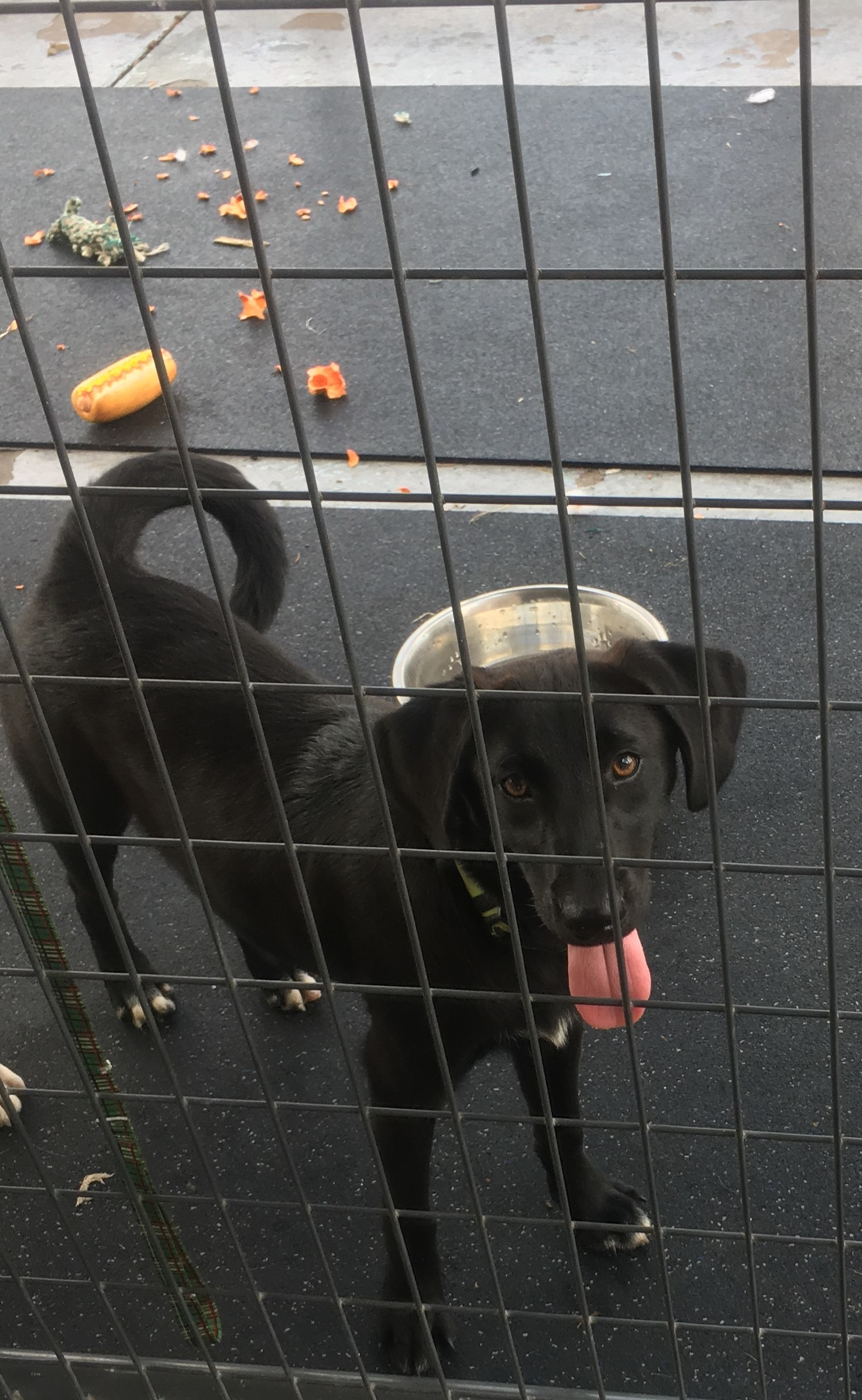 jett, Adult Male unknown