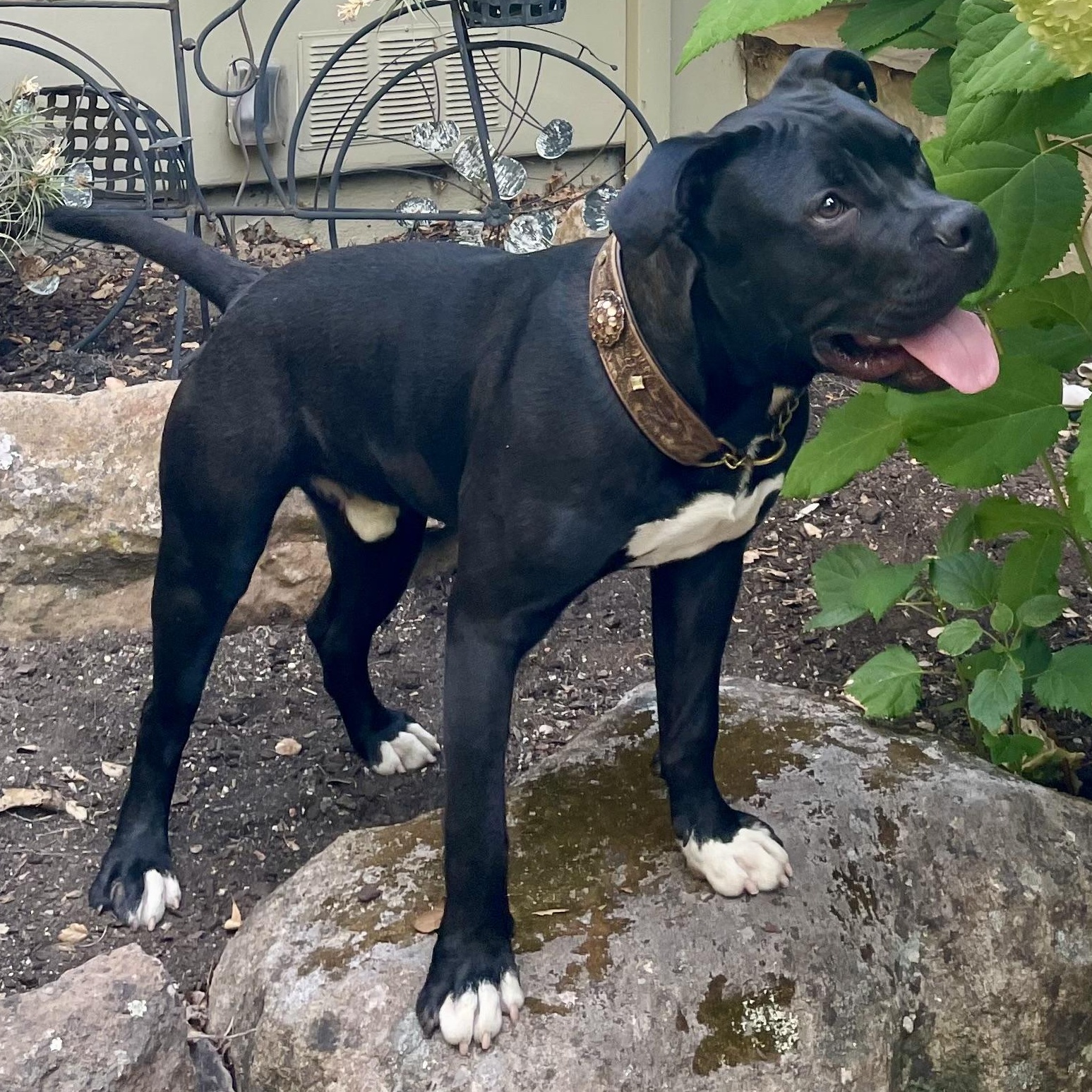Buddy, a ADOPTABLE American Staffordshire Terrier in Millbrae, CA image 4/6