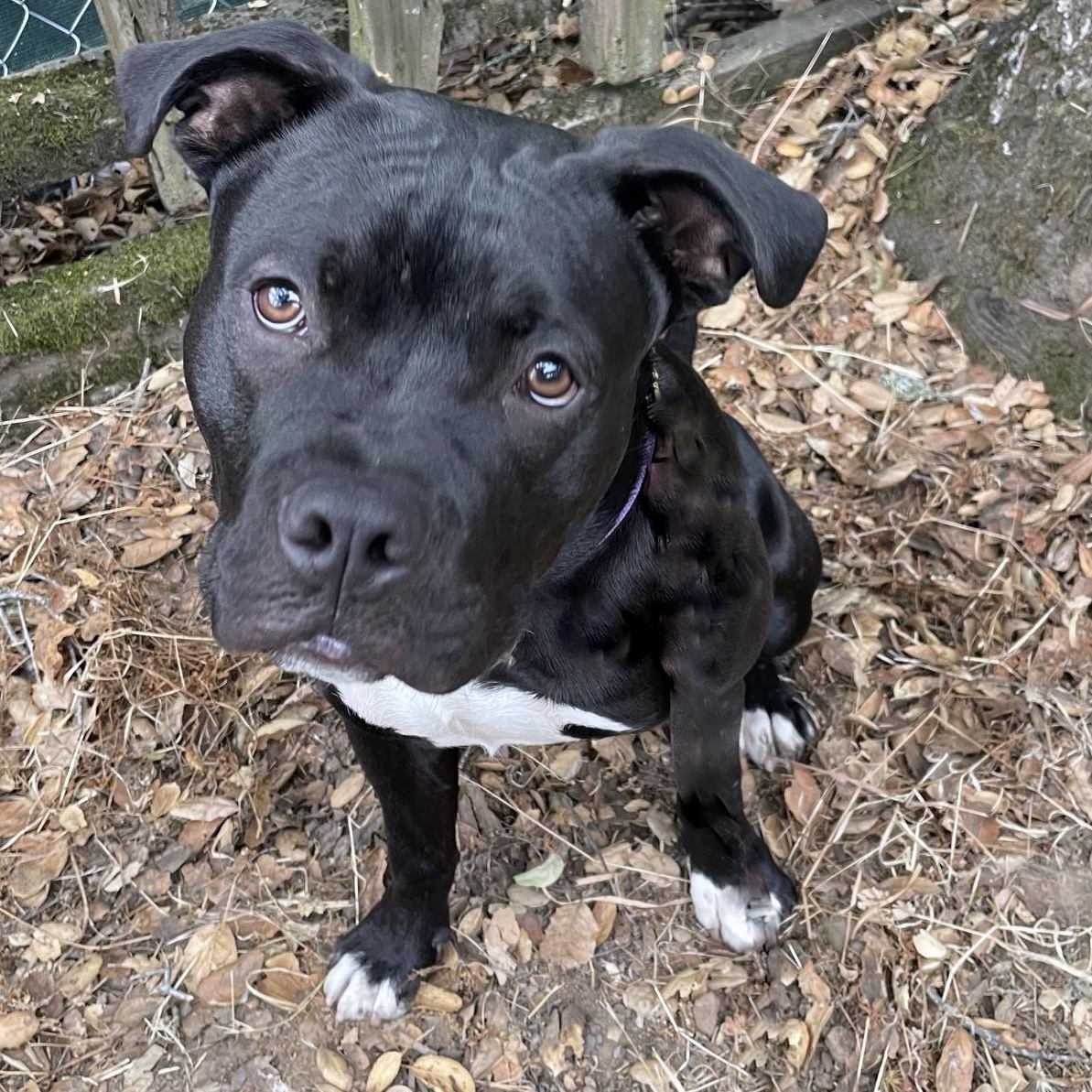 Buddy, ADOPTABLE, Young Male American Staffordshire Terrier.
