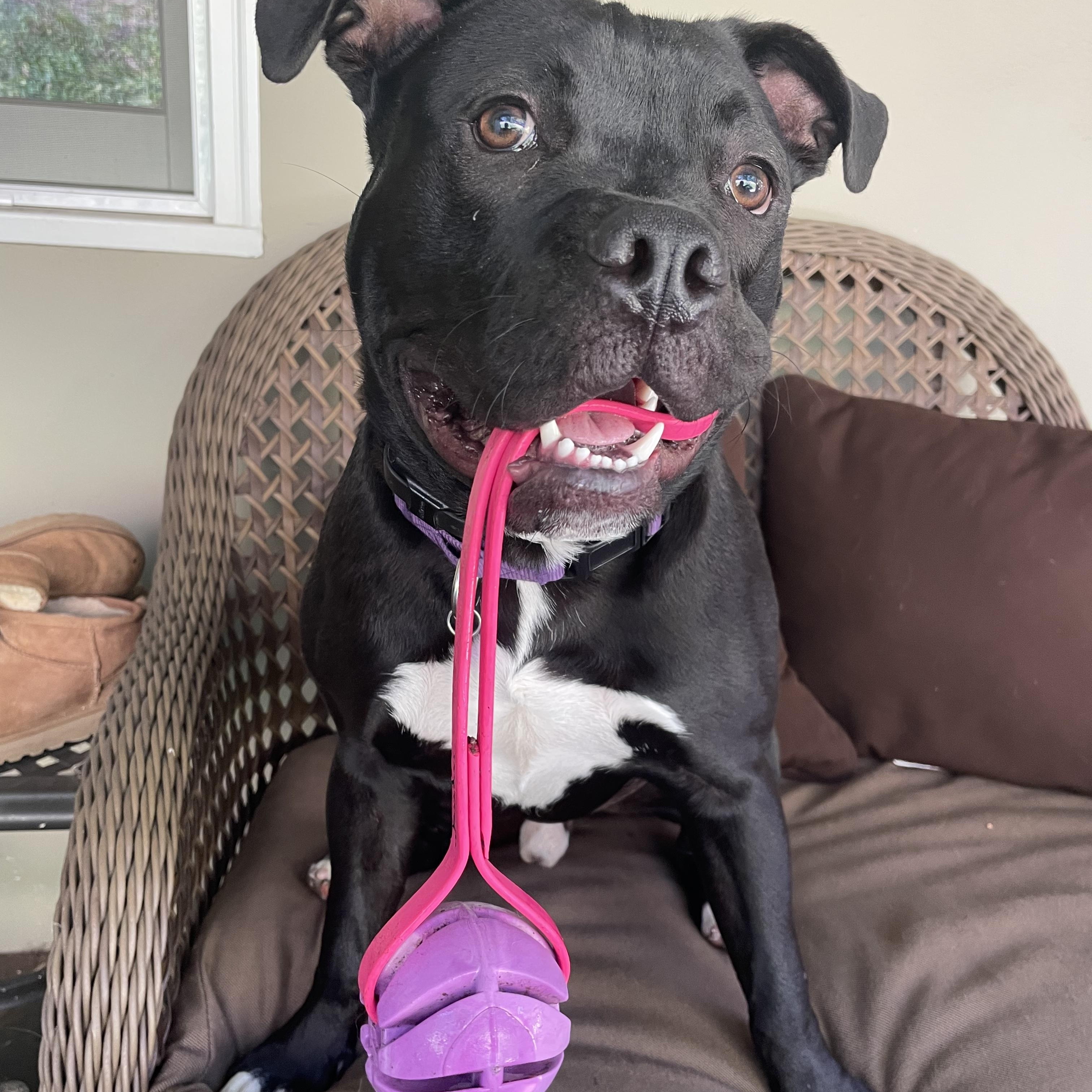Enlarge Buddy, a ADOPTABLE American Staffordshire Terrier in Oakland, CA image 6/6