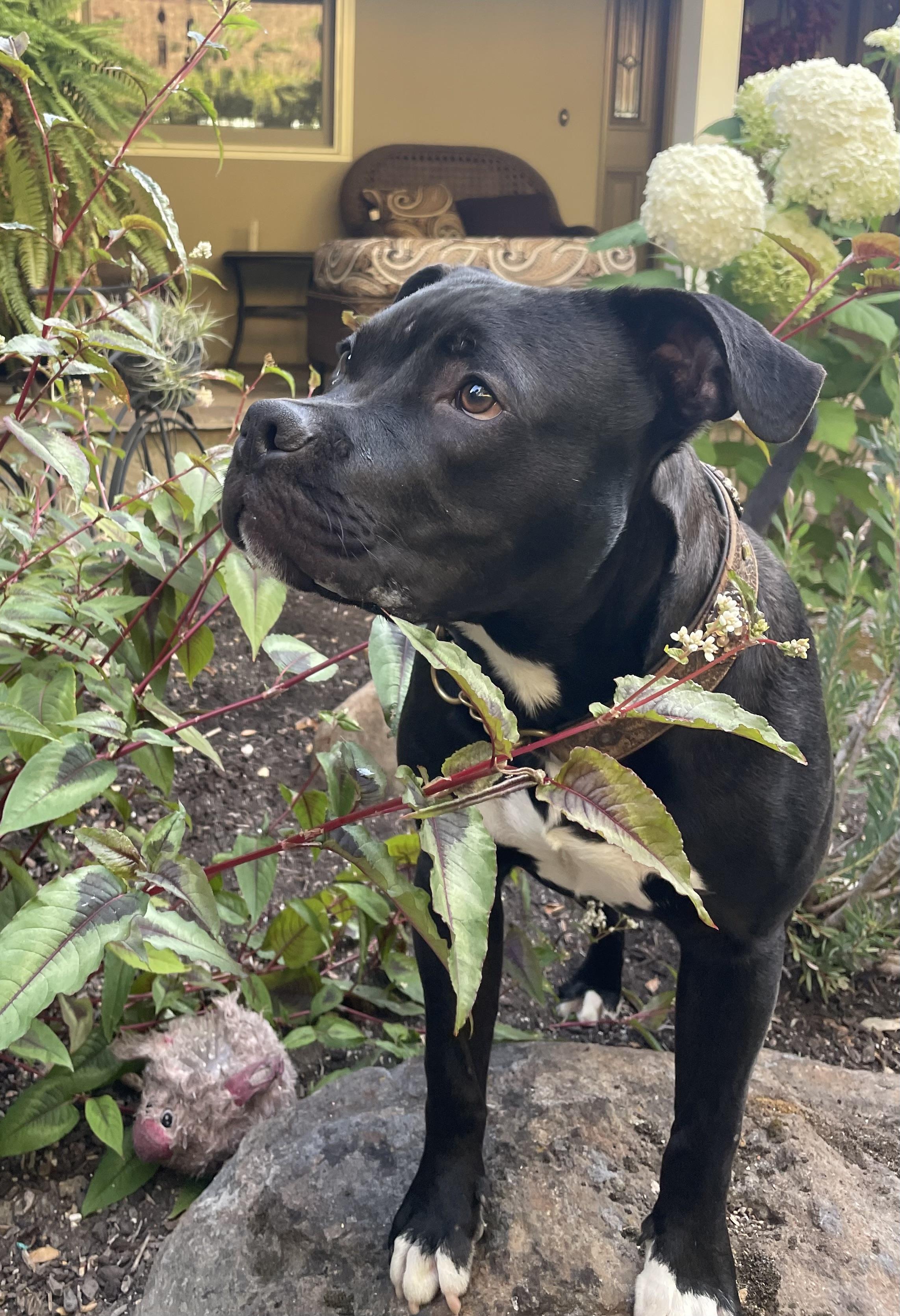 Buddy, a ADOPTABLE American Staffordshire Terrier in Millbrae, CA image 2/6