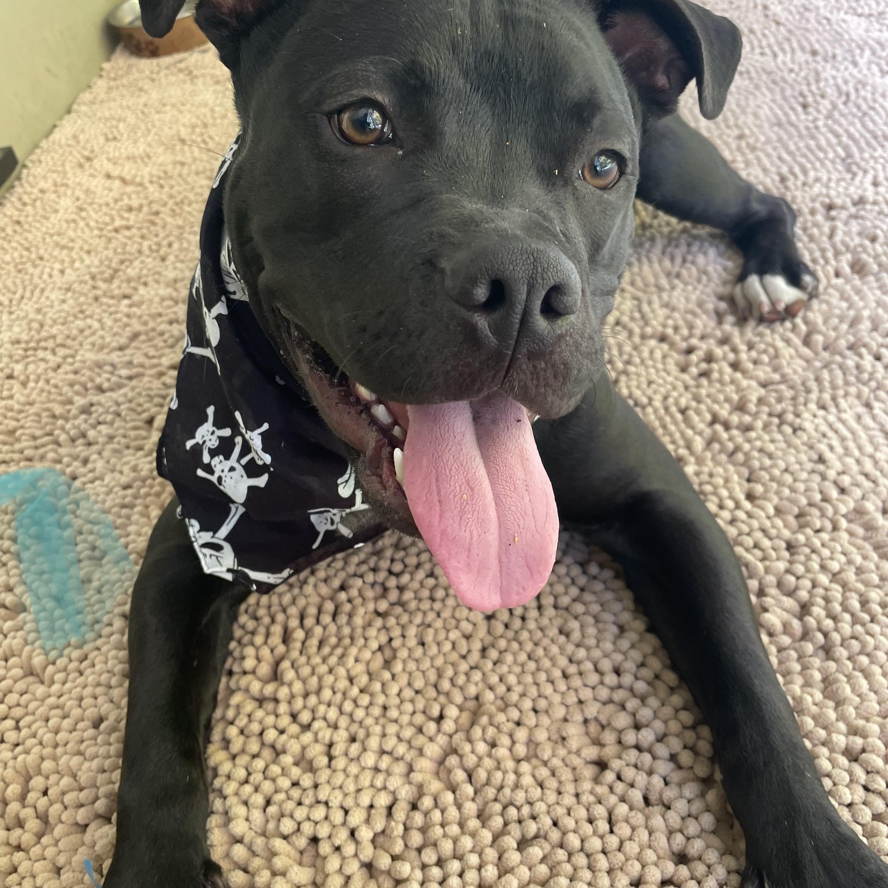 Buddy, ADOPTABLE, Young Male American Staffordshire Terrier.