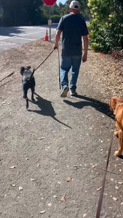 Enlarge Buddy, a ADOPTABLE American Staffordshire Terrier in Millbrae, CA video 5/6