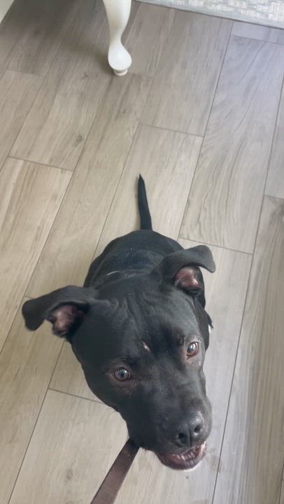 Enlarge Buddy, a ADOPTABLE American Staffordshire Terrier in Millbrae, CA video 6/6