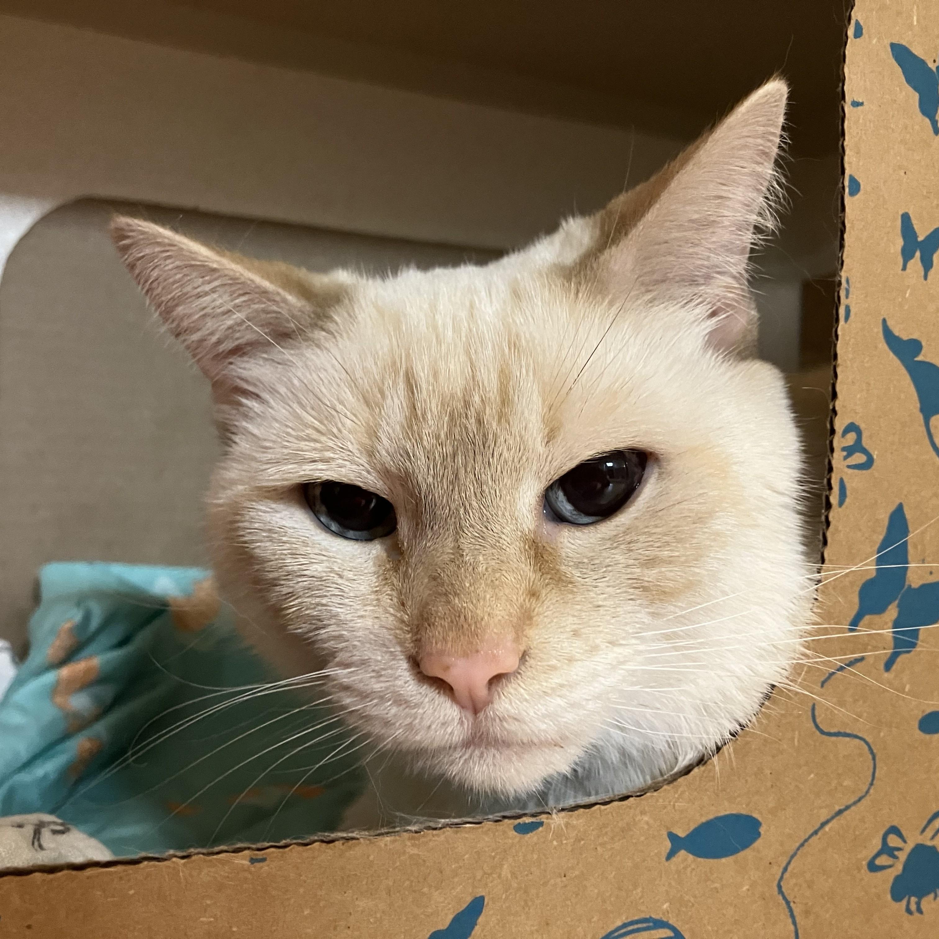 Enlarge Ivy, a ADOPTABLE Siamese in Eatontown, NJ image 1/3