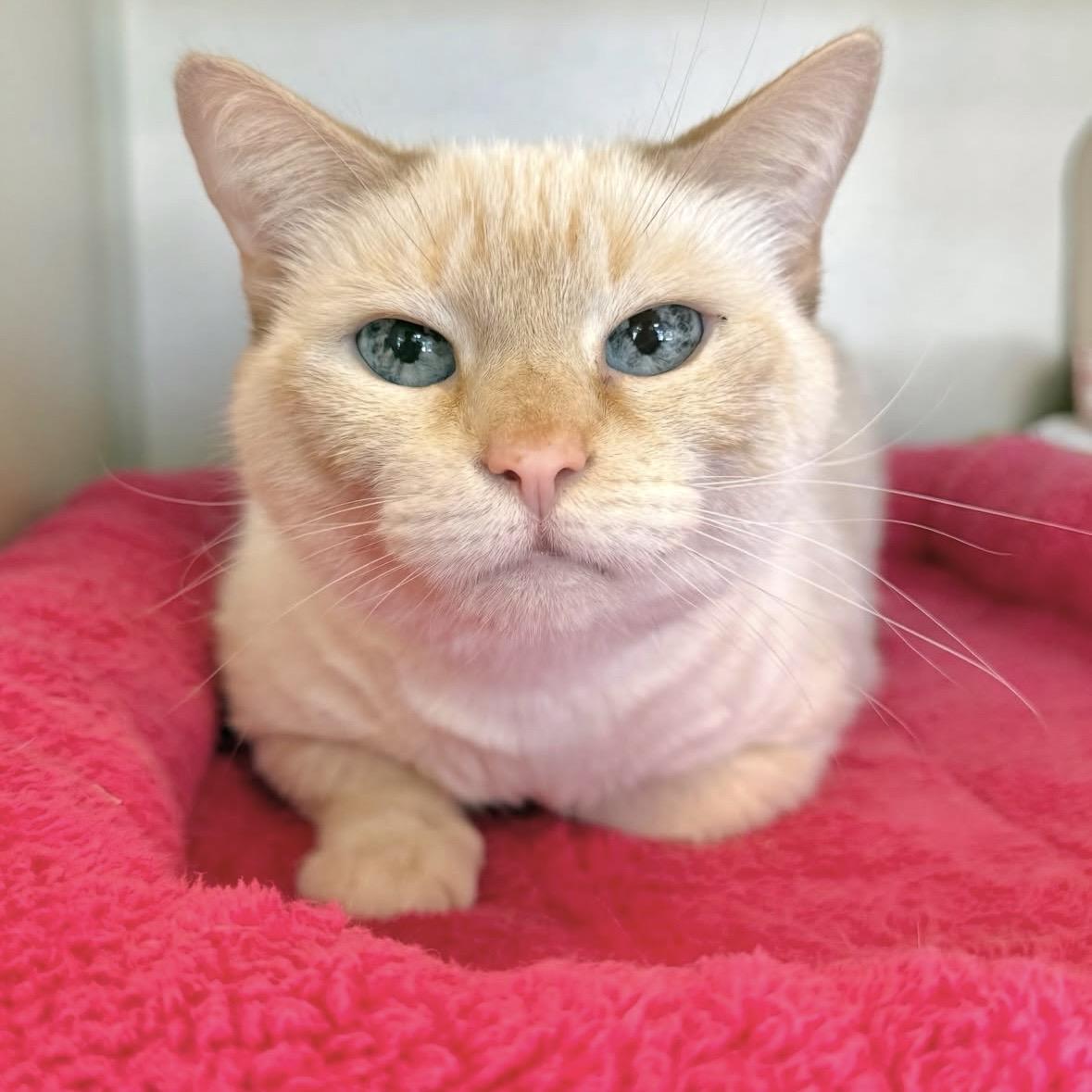 Ivy, ADOPTABLE, Senior Female Siamese.