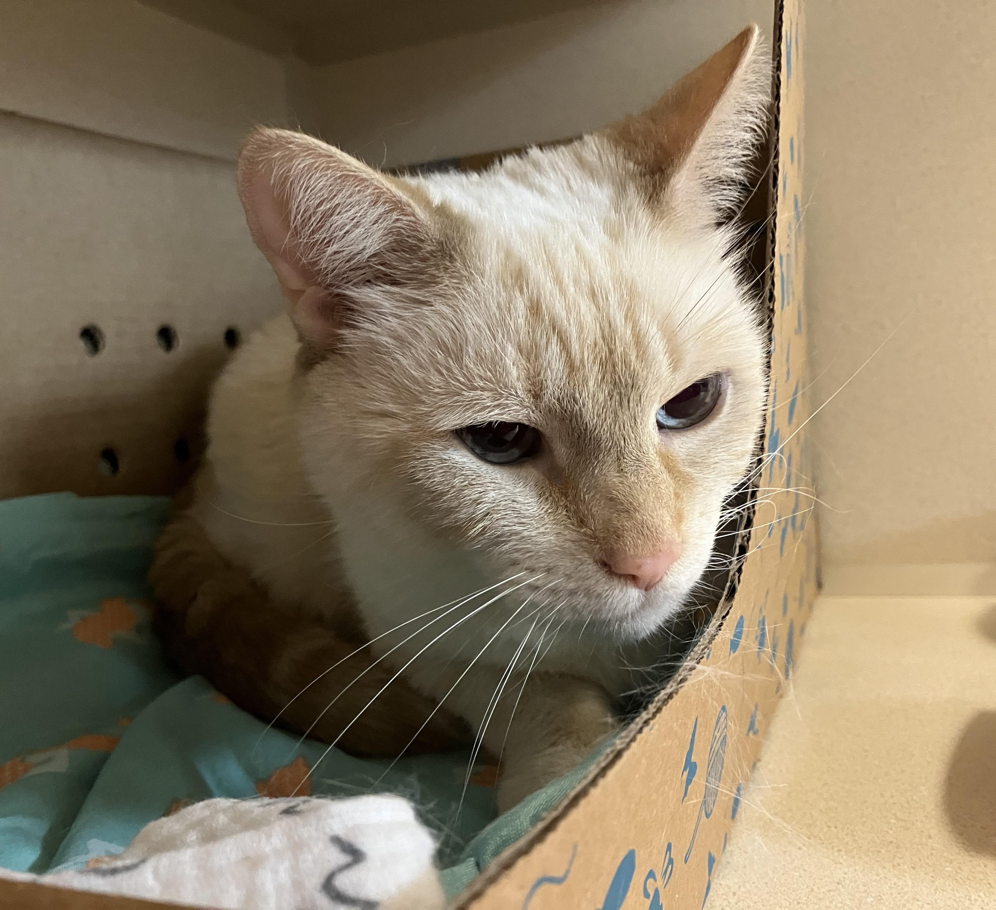 Enlarge Ivy, a ADOPTABLE Siamese in Eatontown, NJ image 3/3