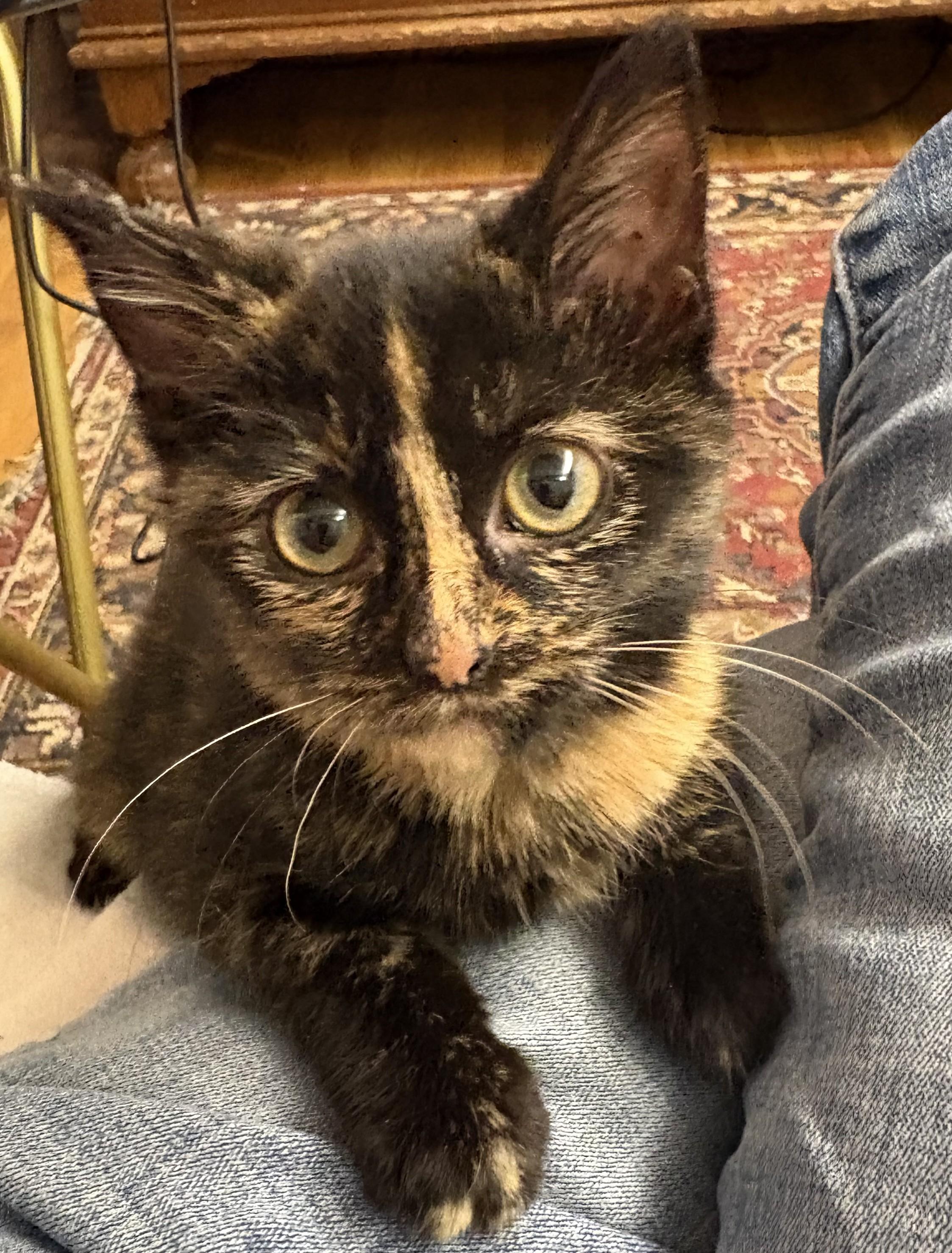 Fantasia thumbnail 6