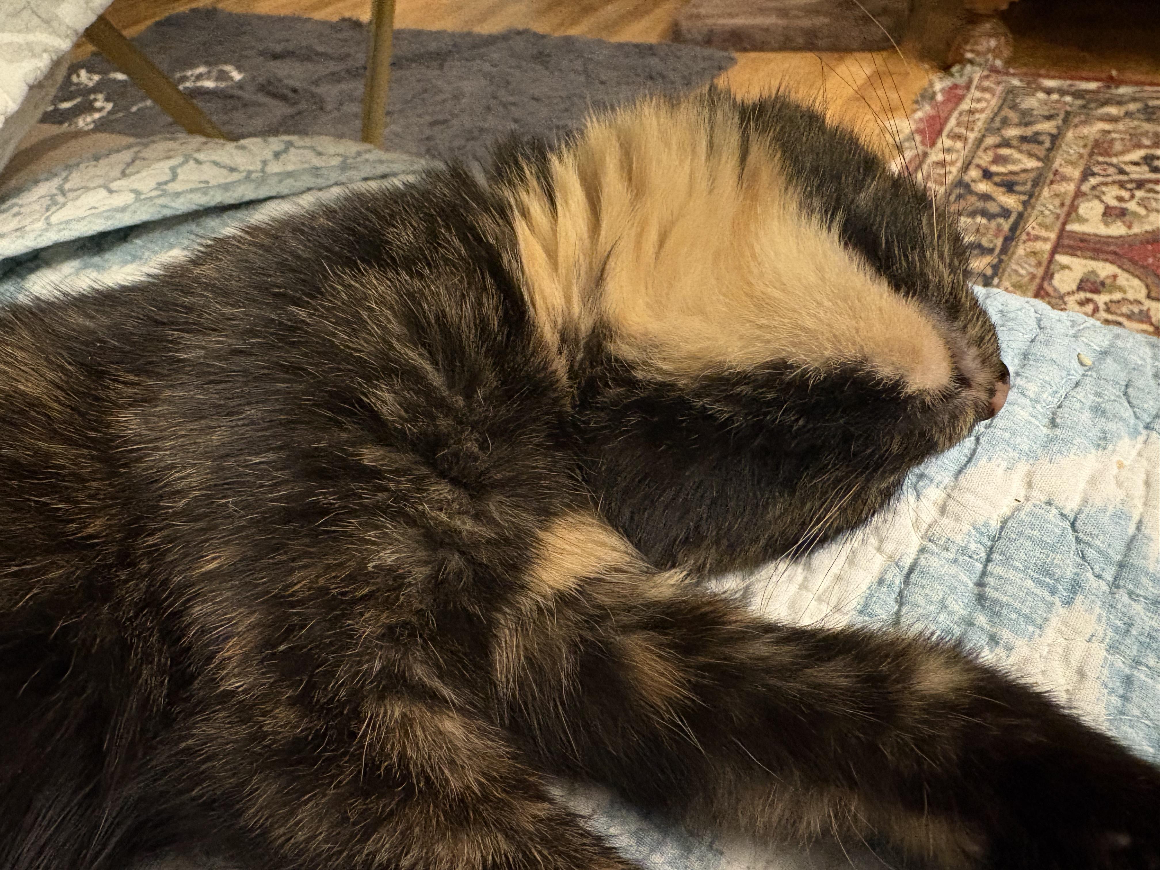 Fantasia thumbnail 7