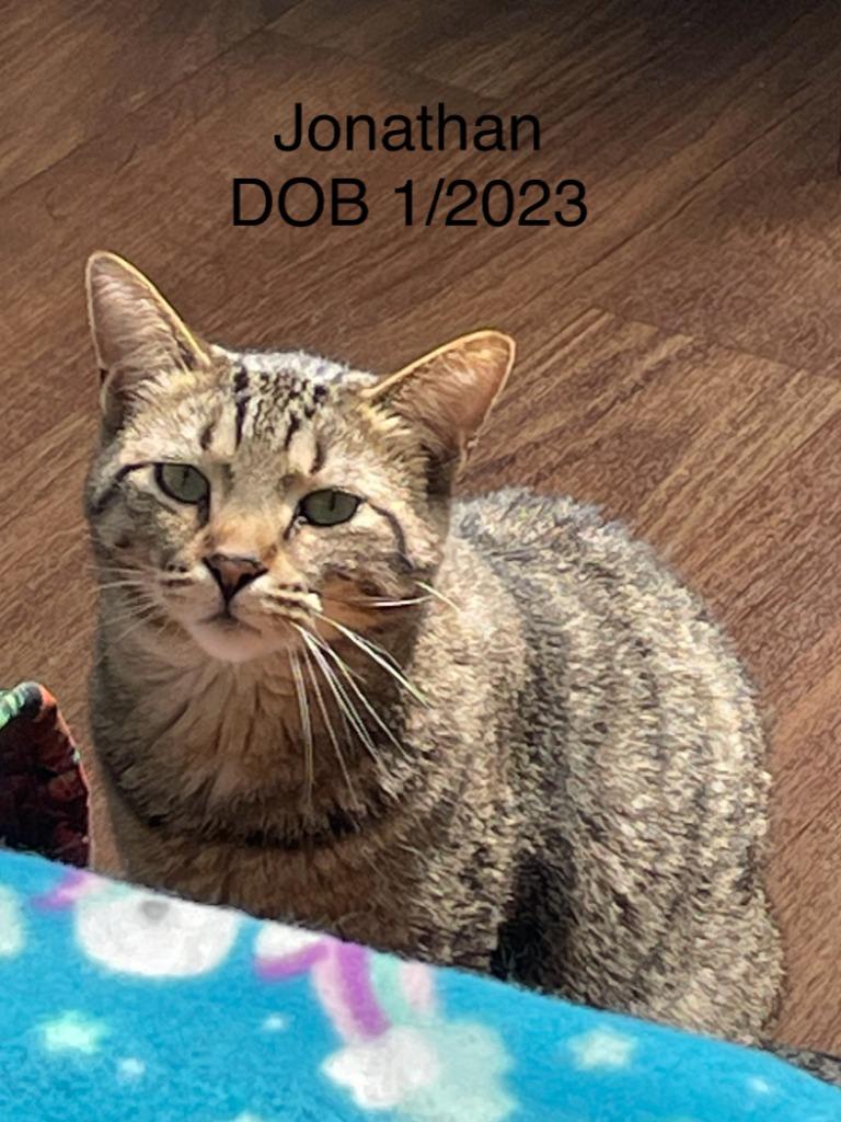 Enlarge Jonathan, a Adoptable mixed breed in Crossville, TN image 1/2