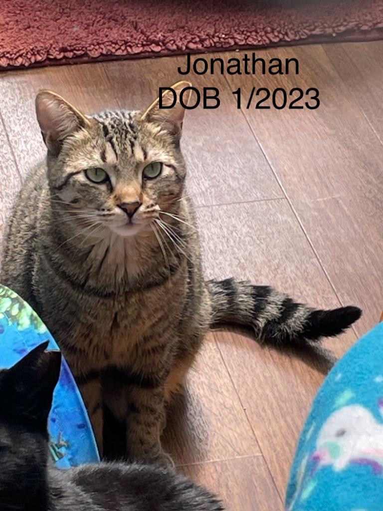 Enlarge Jonathan, a Adoptable mixed breed in Crossville, TN image 2/2