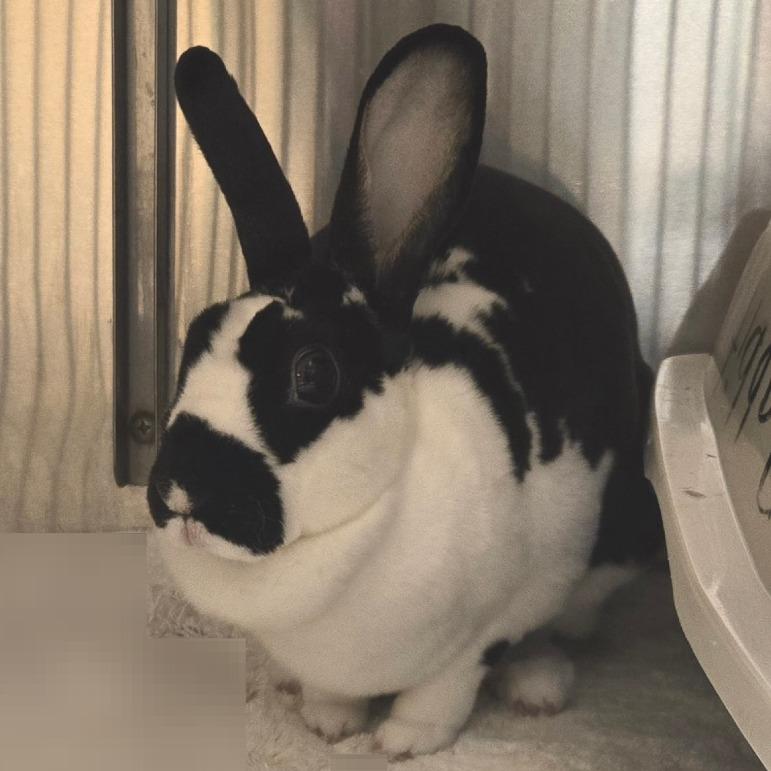 Luna, Adoptable, Adult Female Rex.