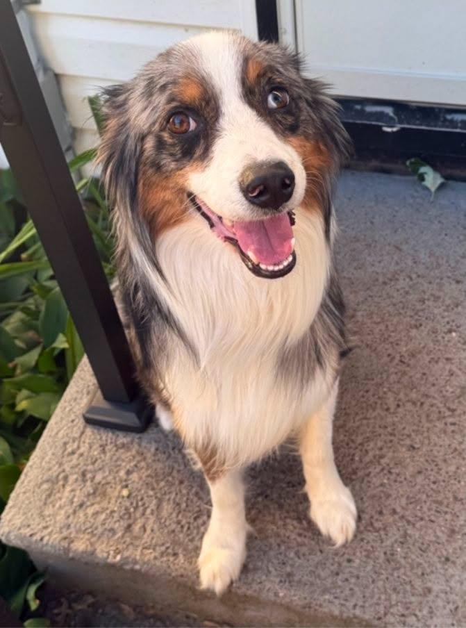 Jasper, a ADOPTABLE Australian Shepherd in Elk River, MN image 3/3