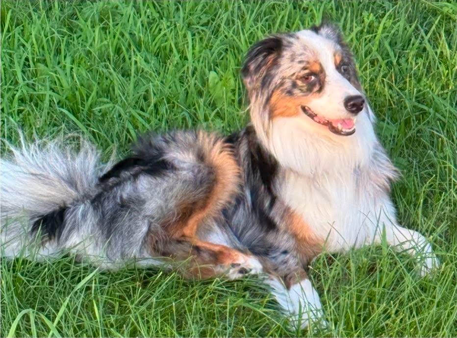 Jasper, ADOPTABLE, Adult Male Australian Shepherd.
