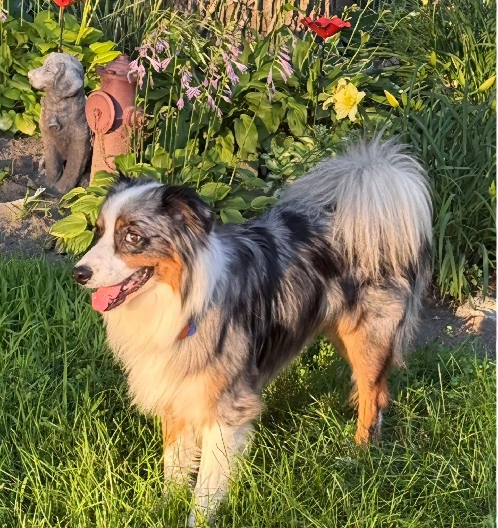 Jasper, a ADOPTABLE Australian Shepherd in Elk River, MN image 2/3