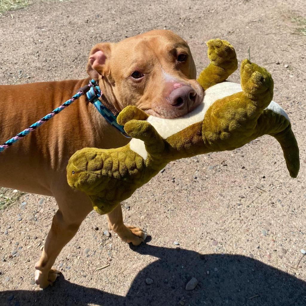 Enlarge Cyrus, a Adoptable Pit Bull Terrier in Zimmerman, MN image 2/6