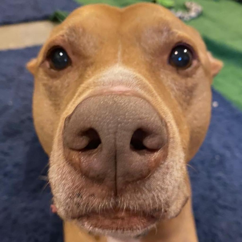 Enlarge Cyrus, a Adoptable Pit Bull Terrier in Zimmerman, MN image 4/6