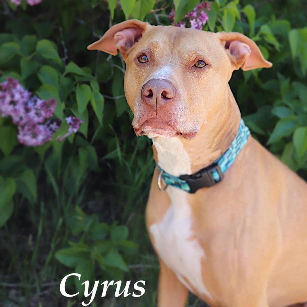 Enlarge Cyrus, a Adoptable Pit Bull Terrier in Zimmerman, MN image 5/6
