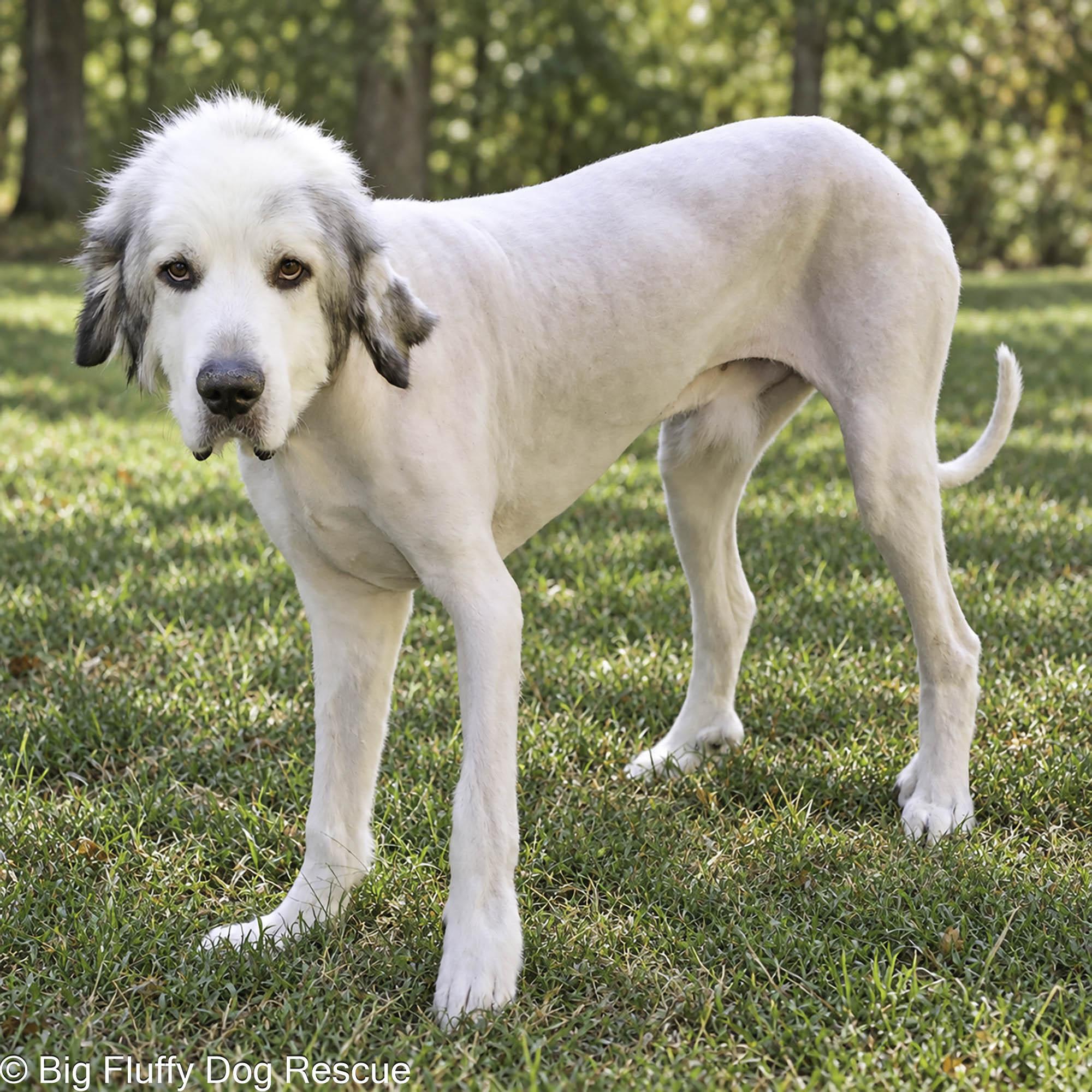Enlarge Pokey, a Adopted Great Pyrenees in Athens, GA image 3/4